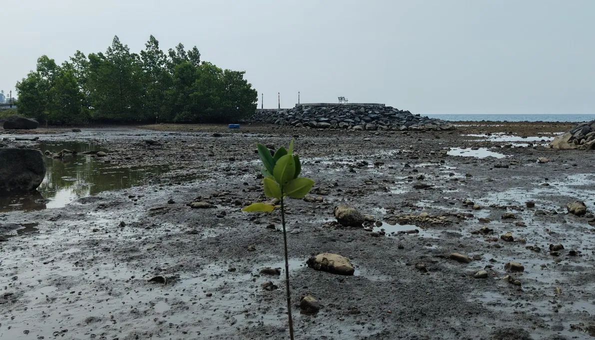 Bibit mangrove di kawasan pesisir Malalayang